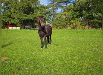 Kuc Dartmoor, Wałach, 3 lat, 124 cm, Ciemnogniada