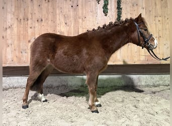 Kuc Dartmoor Mix, Wałach, 4 lat, 118 cm, Kasztanowata