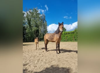 Kuc Exmoor, Klacz, 3 lat, 130 cm, Jelenia