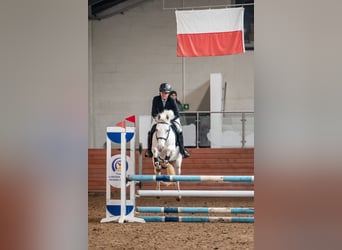 Kuc feliński, Klacz, 7 lat, 140 cm, Tarantowata