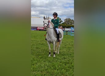 Kuc feliński, Klacz, 7 lat, 140 cm, Tarantowata