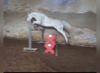 Kuc feliński, Klacz, 7 lat, 140 cm, Tarantowata