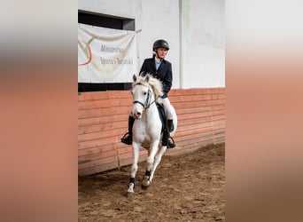 Kuc feliński, Klacz, 7 lat, 140 cm, Tarantowata
