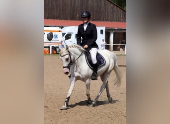 Kuc feliński, Klacz, 7 lat, 140 cm, Tarantowata