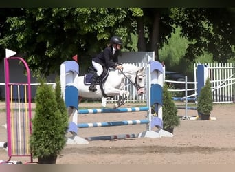 Kuc feliński, Klacz, 7 lat, 140 cm, Tarantowata
