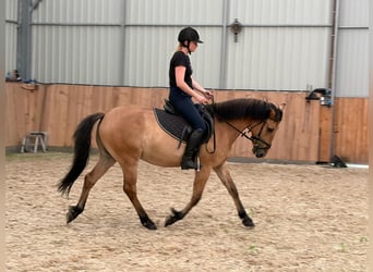 Kuc feliński, Wałach, 4 lat, 147 cm, Bułana