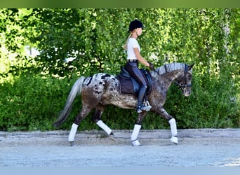 Kuc feliński, Wałach, 5 lat, 140 cm, Tarantowata