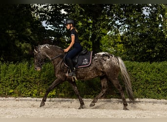 Kuc feliński, Wałach, 5 lat, 140 cm, Tarantowata
