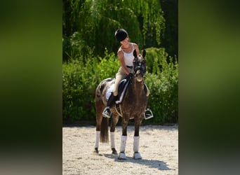Kuc feliński, Wałach, 5 lat, 140 cm, Tarantowata
