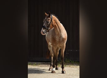 Kuc feliński, Wałach, 9 lat, 143 cm, Tarantowata