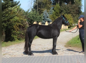 Kuc Fell, Klacz, 1 Rok, 145 cm, Może być siwy