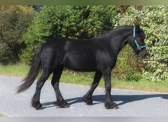 Kuc Fell, Klacz, 1 Rok, 145 cm, Może być siwy