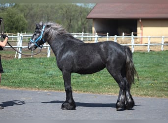 Kuc Fell, Klacz, 3 lat, 144 cm, Siwa jabłkowita