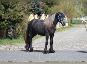 Kuc Fell, Klacz, 3 lat, 144 cm, Stalowosiwy