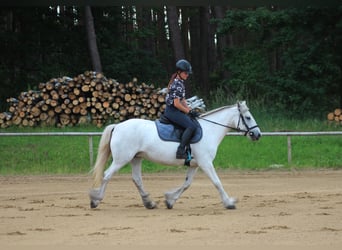 Kuc Fell, Klacz, 9 lat, 142 cm, Siwa