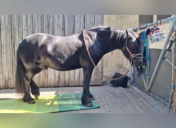 Kuc Fell, Wałach, 10 lat, 140 cm, Kara
