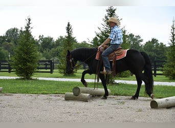 Kuc Fell, Wałach, 11 lat, 142 cm, Kara