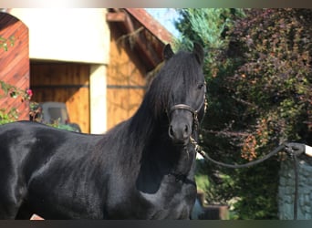 Kuc Fell, Wałach, 4 lat, 145 cm, Kara