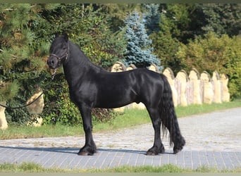 Kuc Fell, Wałach, 4 lat, 145 cm, Kara