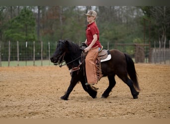 Kuc Fell, Wałach, 9 lat, 107 cm, Kara