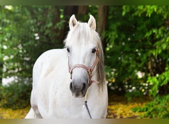 Kuc Galiceno, Klacz, 9 lat, 140 cm, Siwa