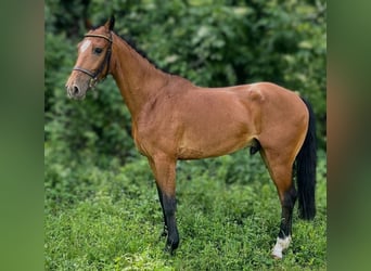 Kuc hackney, Wałach, 7 lat, 143 cm, Gniada