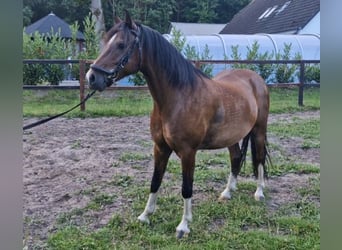 Kuc hackney, Wałach, 8 lat, 140 cm, Ciemnogniada