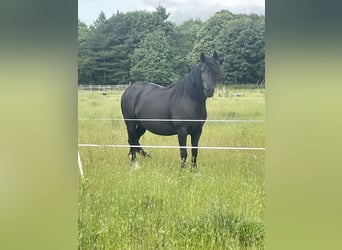 Kuc Highland, Klacz, 7 lat, 132 cm, Kara