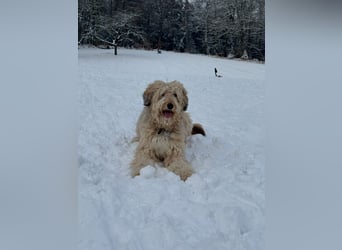 Kuc Highland, Ogier, 34 lat, 183 cm, Biała