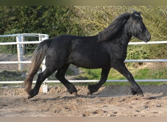 Kuc Highland, Ogier, 3 lat, 140 cm, Może być siwy