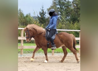 Kuc islandzki, Klacz, 10 lat, 129 cm, Kasztanowata