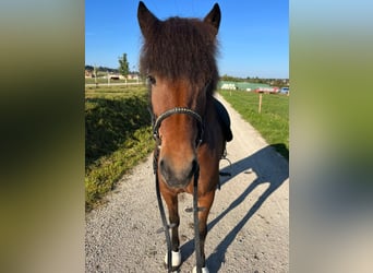 Kuc islandzki, Klacz, 10 lat, 137 cm, Gniada