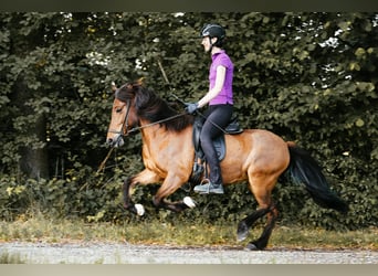 Kuc islandzki, Klacz, 10 lat, 139 cm, Gniada