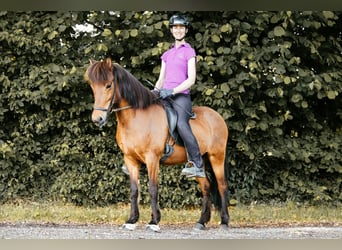 Kuc islandzki, Klacz, 10 lat, 139 cm, Gniada