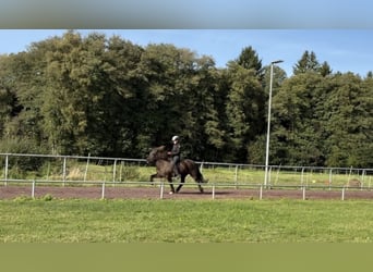 Kuc islandzki, Klacz, 10 lat, 144 cm, Kara