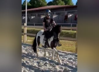 Kuc islandzki, Klacz, 10 lat, Srokata