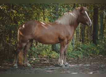 Kuc islandzki, Klacz, 11 lat, 137 cm, Kasztanowata