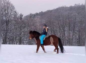 Kuc islandzki, Klacz, 11 lat, 138 cm, Gniada