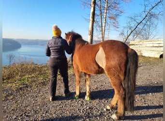 Kuc islandzki, Klacz, 11 lat, 138 cm, Gniada