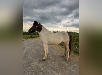 Kuc islandzki, Klacz, 12 lat, 137 cm, Srokata