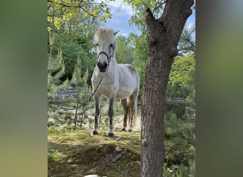 Kuc islandzki, Klacz, 12 lat, 138 cm, Siwa w hreczce