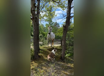 Kuc islandzki, Klacz, 12 lat, 138 cm, Siwa w hreczce