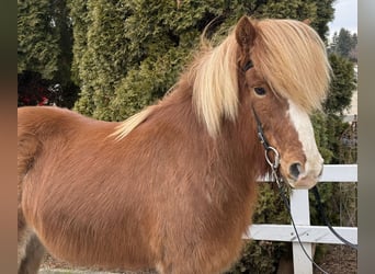 Kuc islandzki, Klacz, 12 lat, 139 cm, Kasztanowata