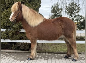 Kuc islandzki, Klacz, 12 lat, 139 cm, Kasztanowata