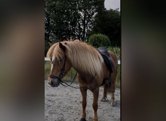 Kuc islandzki, Klacz, 12 lat, 139 cm, Kasztanowata