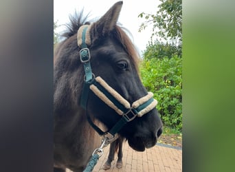 Kuc islandzki, Klacz, 12 lat, 140 cm, Bułana