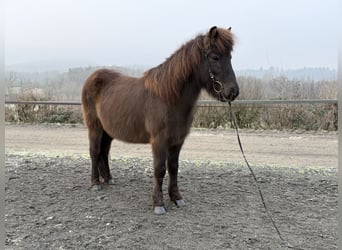 Kuc islandzki, Klacz, 12 lat, 140 cm, Kara