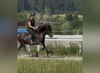 Kuc islandzki, Klacz, 12 lat, 143 cm, Kara