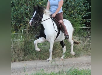 Kuc islandzki, Klacz, 13 lat, 136 cm, Srokata