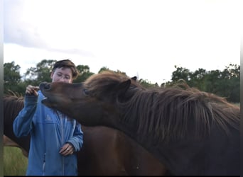 Kuc islandzki, Klacz, 13 lat, 137 cm, Gniada